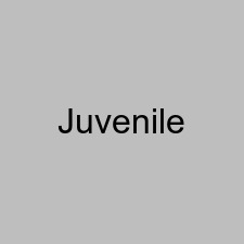 Juvenile