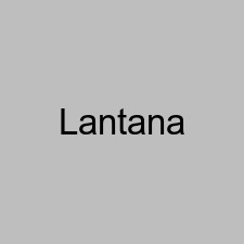 Lantana