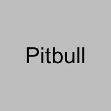 Pitbull
